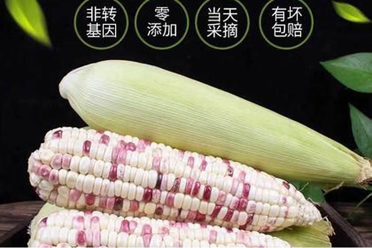 玉米硼肥啥时施最佳