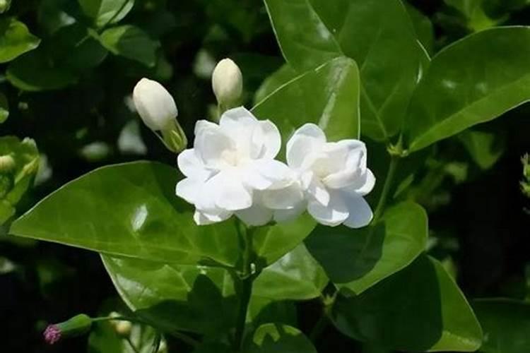 茉莉花春天怎么养,晚春换盆增加养分