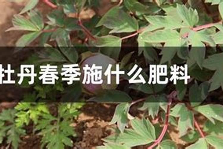 牡丹用什么肥料长得好