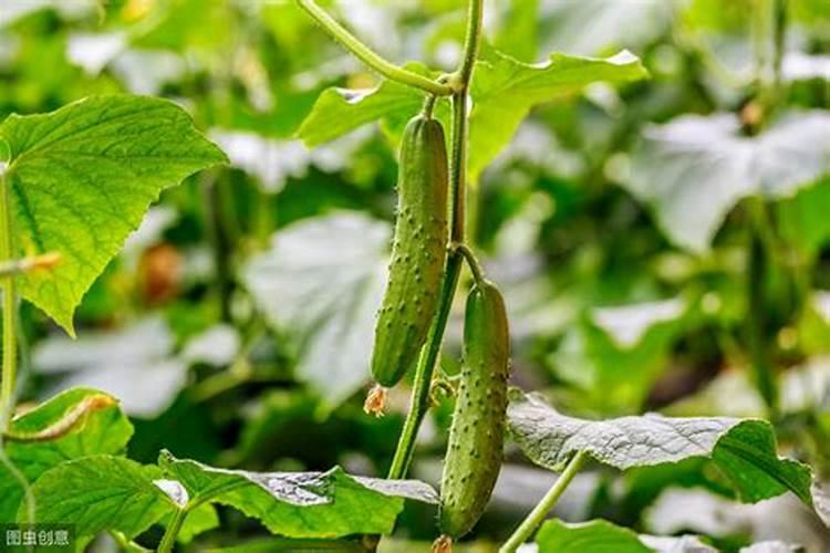 无公害黄瓜种植需要注意什么 黄瓜怎么管理水肥