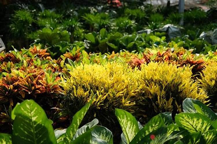变叶木什么时候开花？