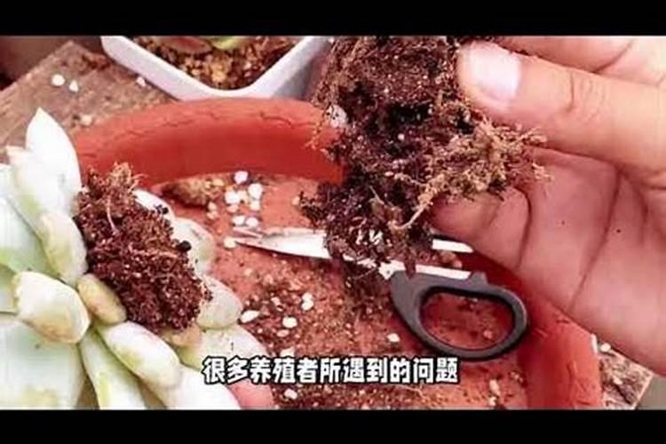 法师用什么肥料最好