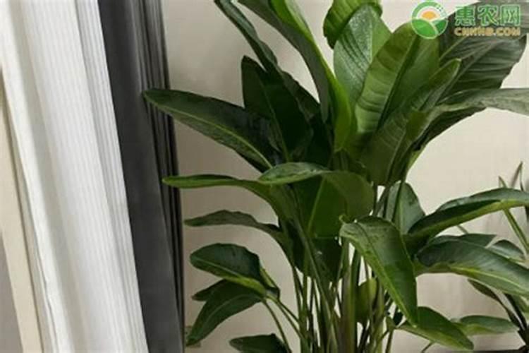 植物叶子用什么肥料能变大变厚？