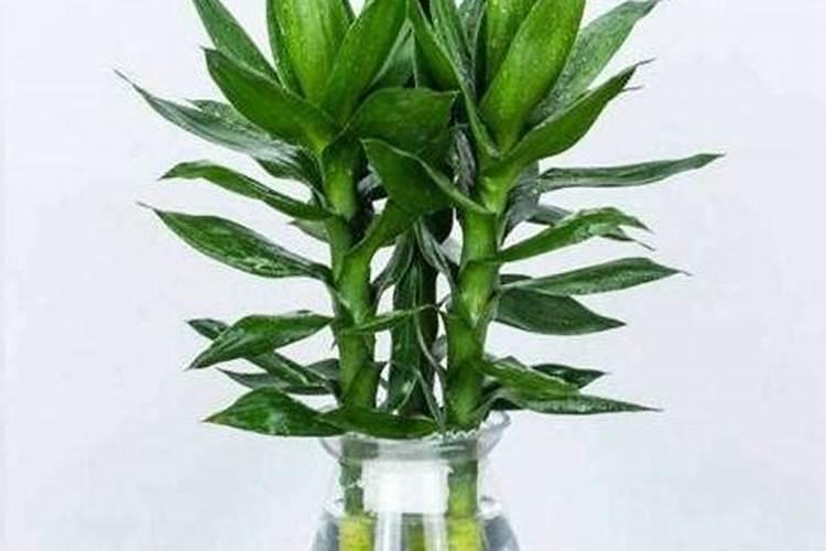 富贵竹怎么养才能更茂盛 怎么养才能开花