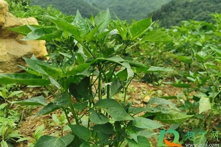 种植辣椒还要喷醋是真的吗？什么时候对辣椒喷醋能高产呢？