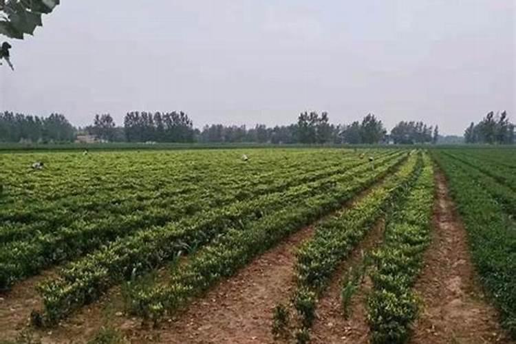 怎样用醋来当叶面肥 有哪些好处