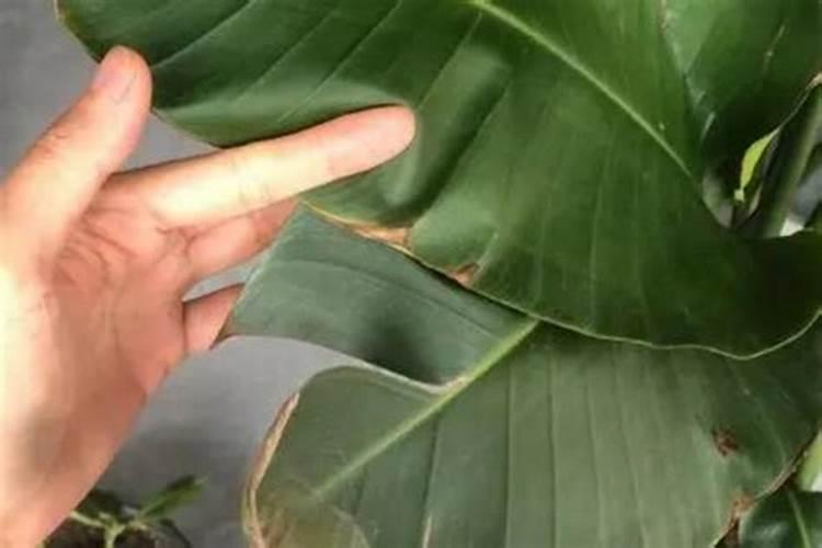 打碎的干树叶怎么发酵养花？