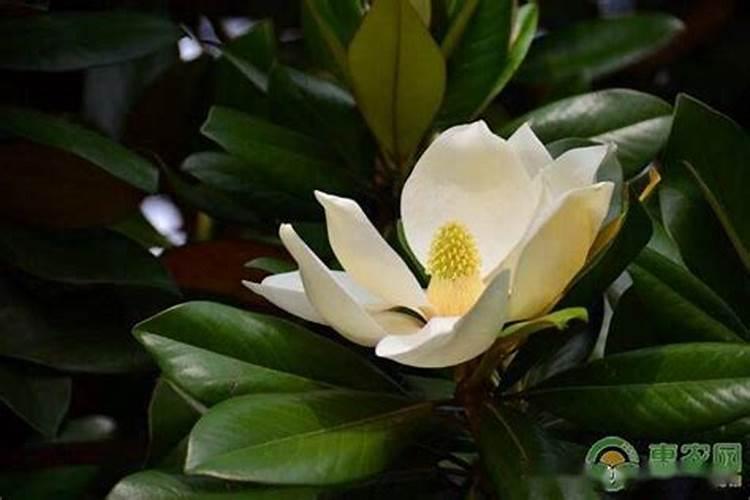 广玉兰树适合种院里吗