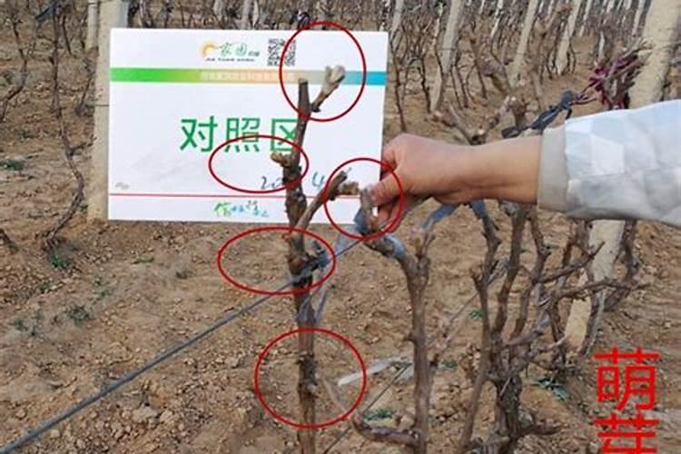 葡萄什么时候施肥最好