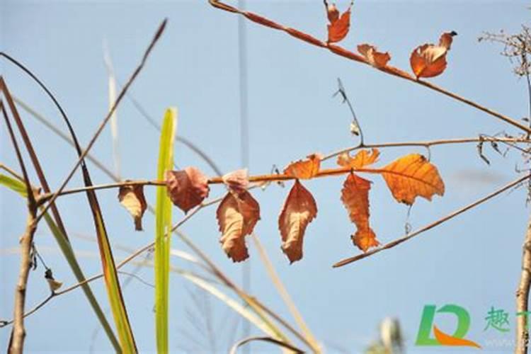 绿植掉落的叶子可以让它烂在土里当肥料吗？