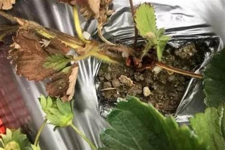 草莓怎么施肥和浇水