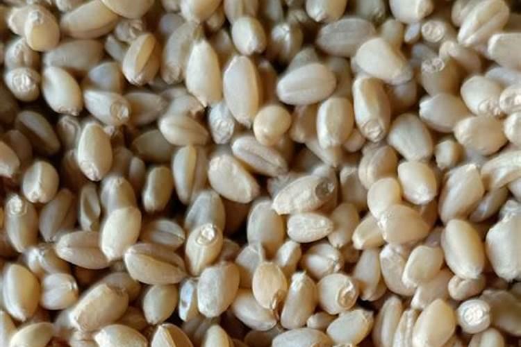 玉米控释肥多少含量的好