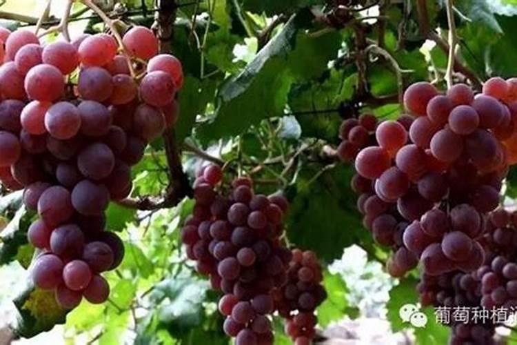 葡萄幼苗施肥用什么肥料好？