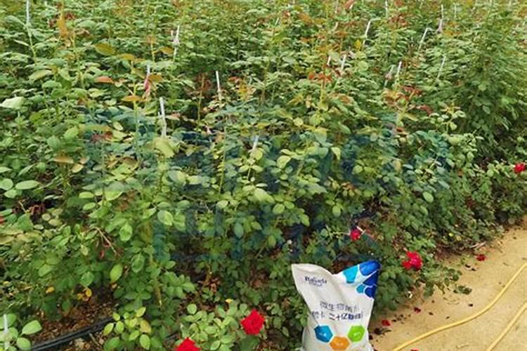 玫瑰花怎么施肥,玫瑰花施氮磷钾肥最为合适