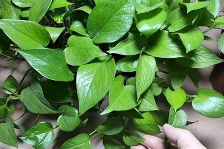 月季花怎么施肥？
