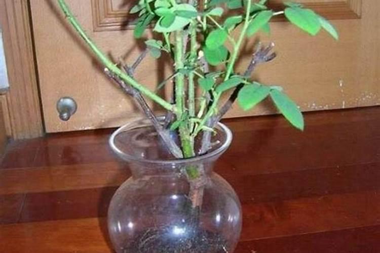 月季花也可以水培,方法很简单,你想试一试吗