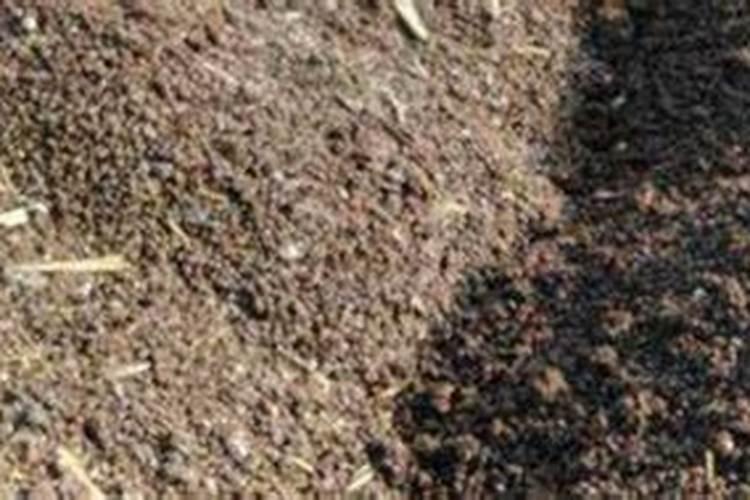 黄瓜施肥的时候能直接施在根部吗