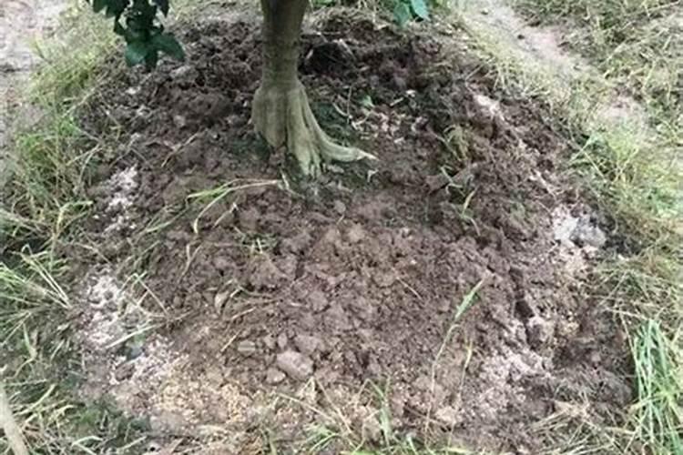 土豆出苗后,把化肥施在根部表面可以吗？