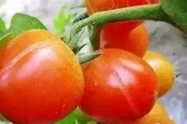 如何给番茄彭果期喷施叶面肥？ 针对苹果树腐烂病效果好四霉素简单描述...