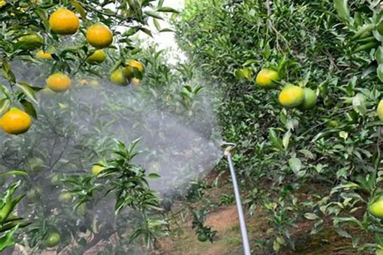 给花卉喷施叶面肥应该注意些什么
