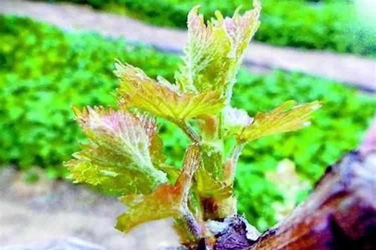 葡萄发芽前施什么肥