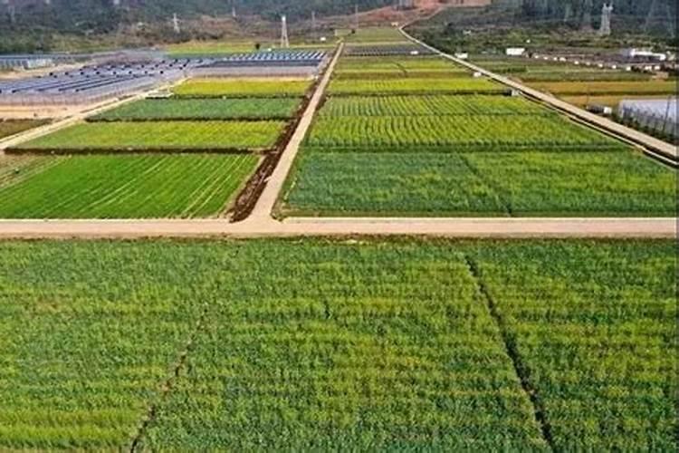 油菜盛花期能喷叶面肥吗
