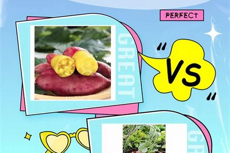 红薯专用肥最佳配方