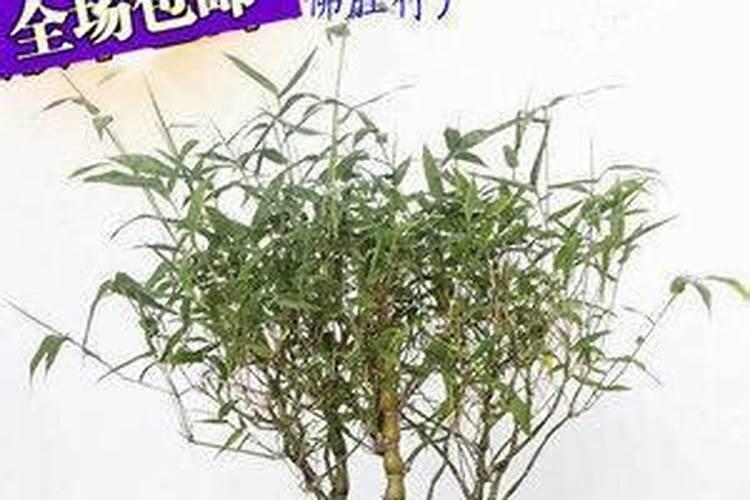 罗汉竹的养殖方法是什么 怎么养才好看