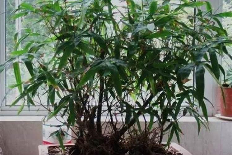 罗汉竹盆景怎么养护