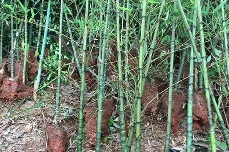 罗汉竹盆景怎么养 罗汉竹盆景养植方法