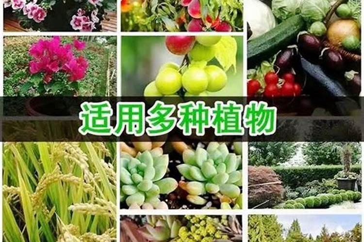 阳台种植花草用什么肥料好？