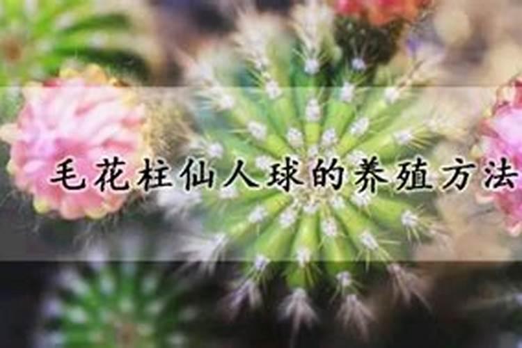 忍冬叶与金银花有区别吗？