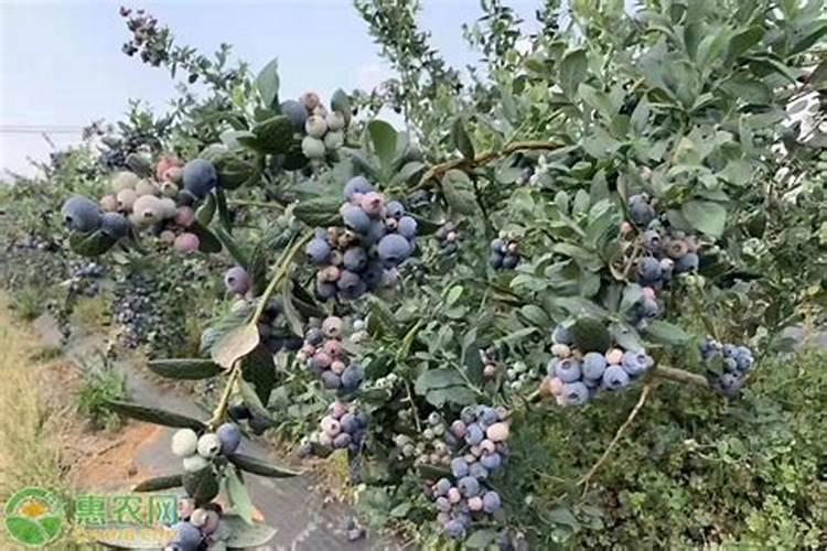 蓝莓施什么肥最好