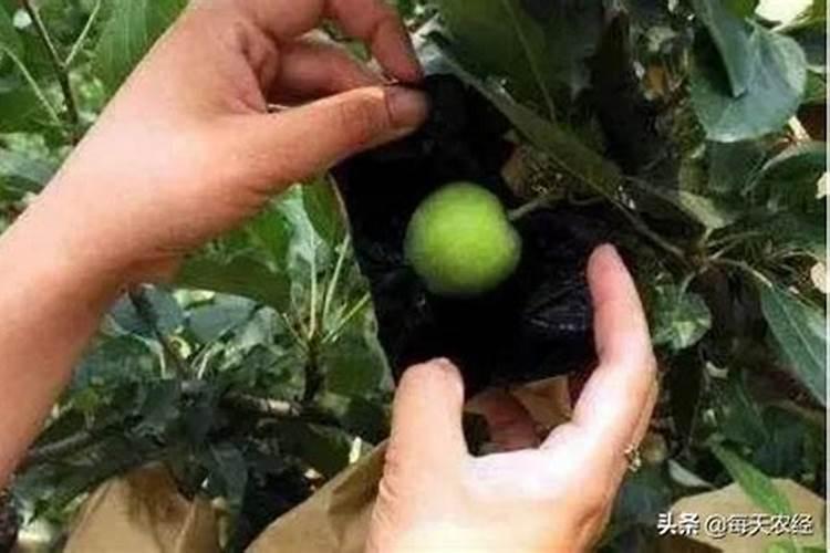 果树控水是什么意思