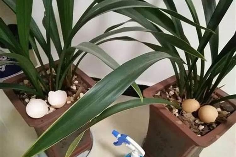 鸡蛋皮可以做花肥直接撒在盆里吗？