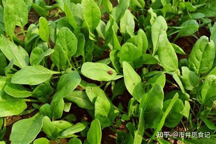 小度小度我的菠菜现在长势太慢用什么肥料可以提高它的生长能力？