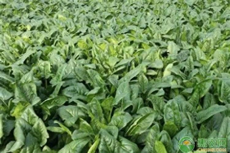给菠菜施什么肥料能让它快速长起来