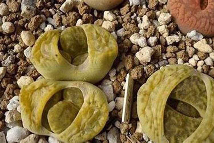 生石花蔫吧了怎么办？