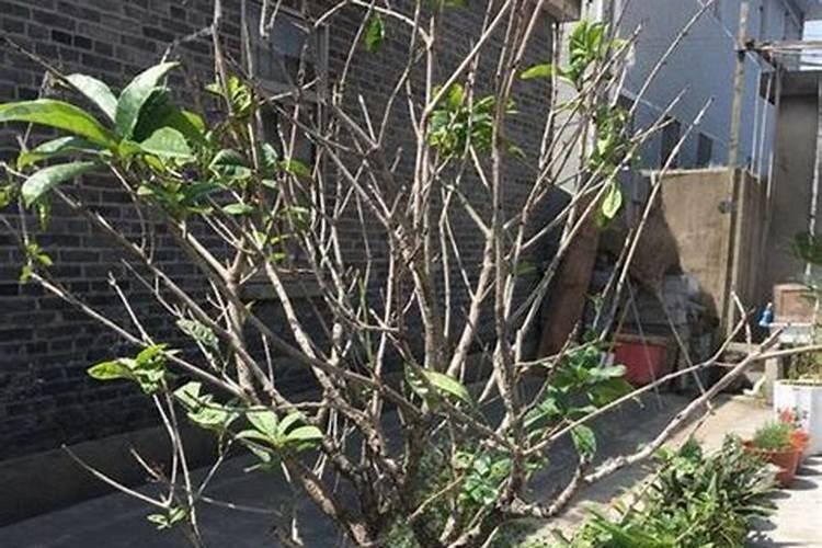 种植桃树的时候,哪些情况下需要喷洒叶面肥？