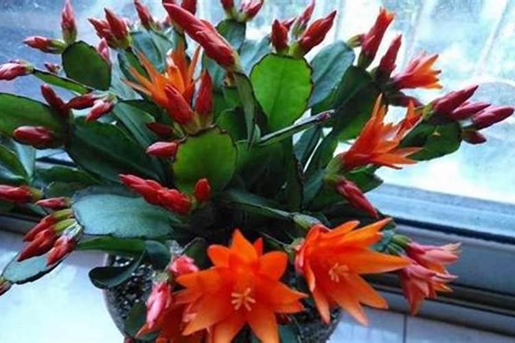 昙花怎么施肥