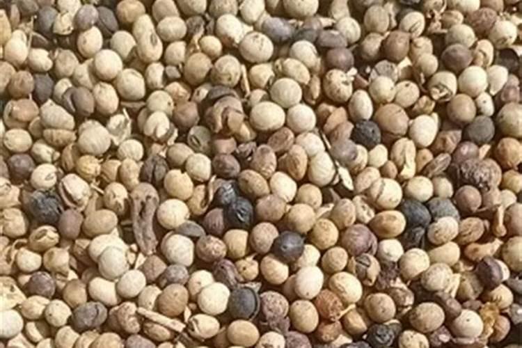 大豆结荚期用什么叶面肥