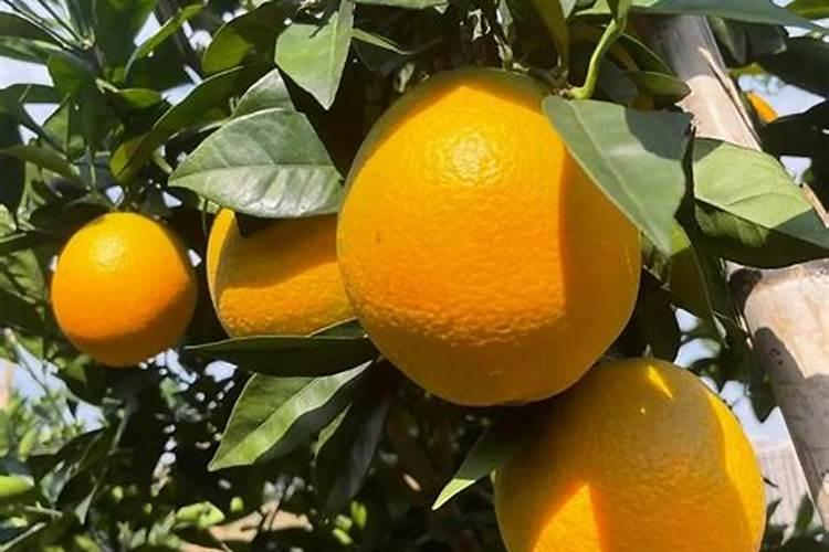 种脐橙施肥吸收好才能长的快,怎样提高脐橙的吸收量
