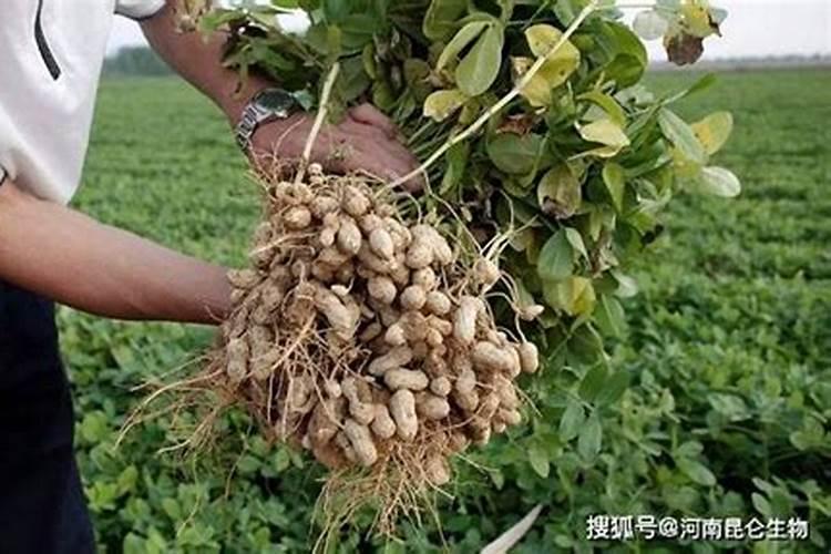 花生施肥用什么肥料