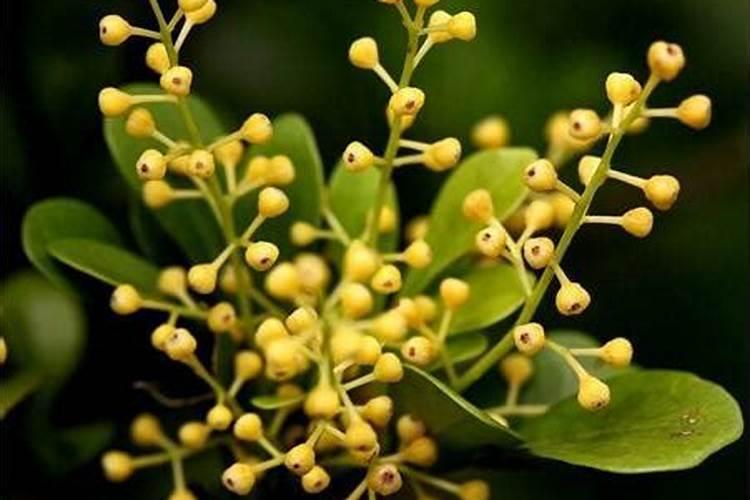 冷水花怎么施肥 用什么肥料好