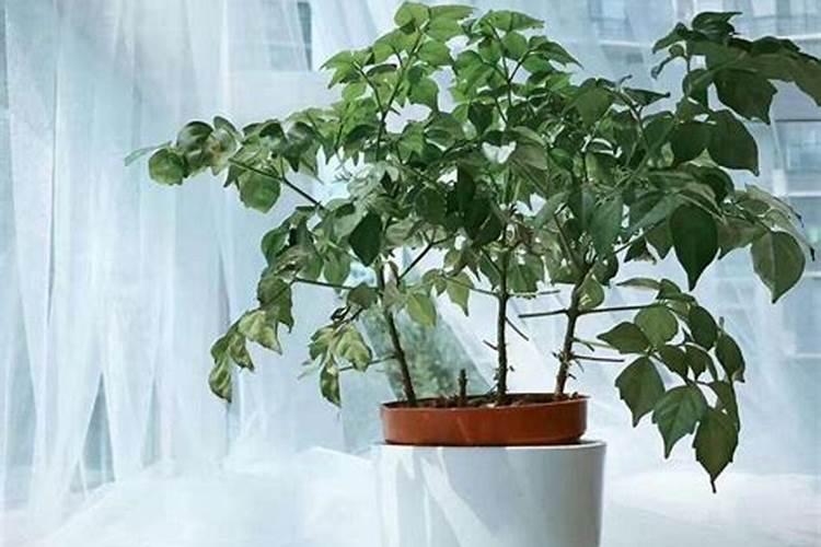 如何让幸福树树干发芽,施加氮肥并注射激活液