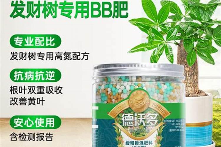 幸福树施什么肥最好 幸福树怎么施肥