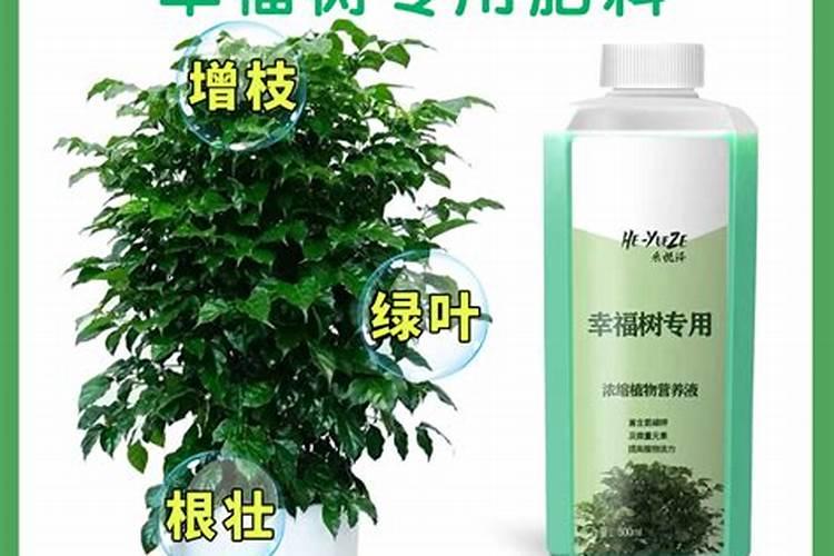 幸福树为什么不发新芽