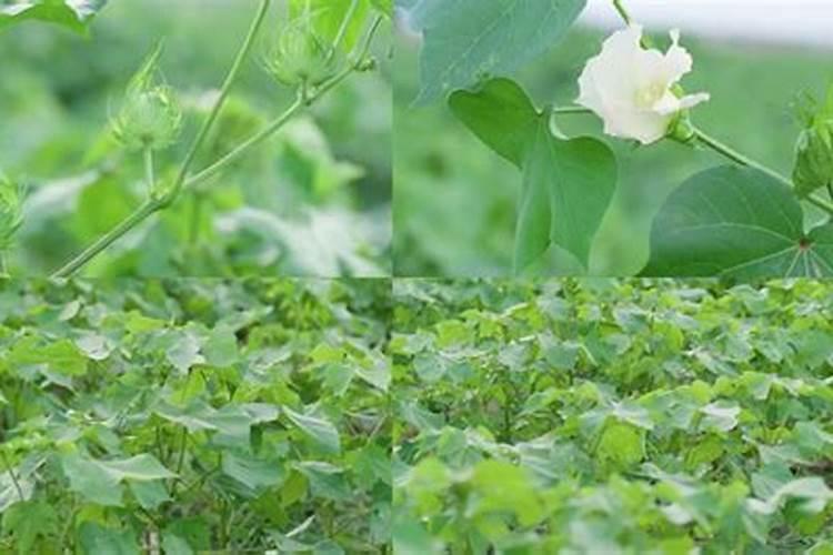 棉花什么时候使用矿源黄腐酸钾最好