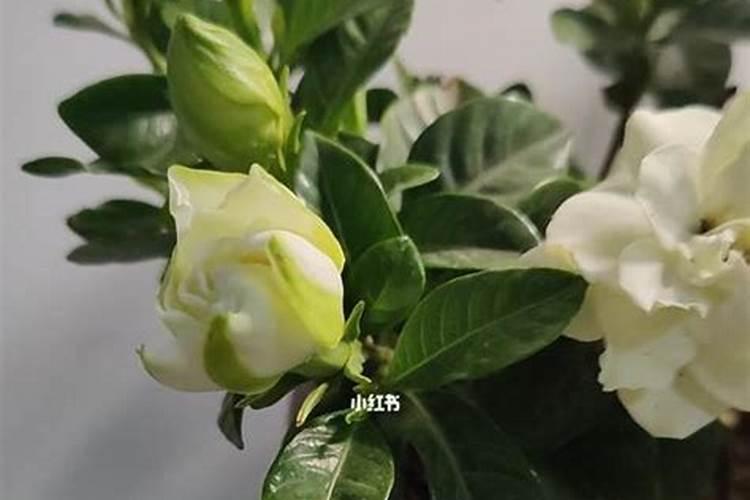 奥绿a2适应什么植物