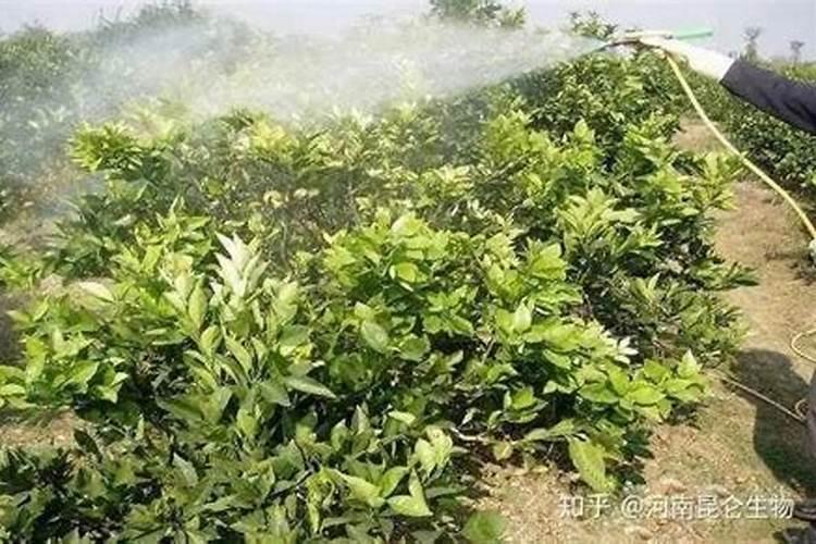 柑橘黄化的原因及解决方法